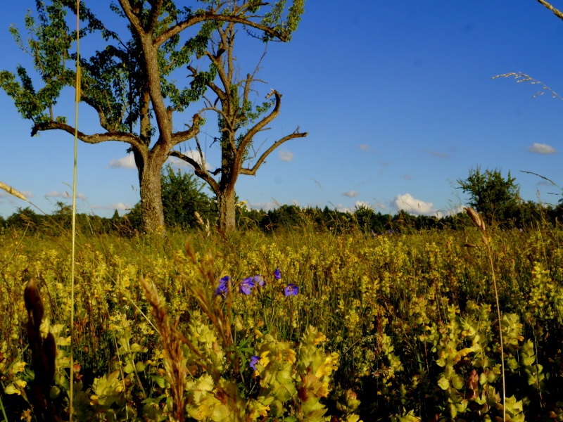 Braunäcker Blumenwiese auf dem Braunacker